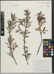 Foto von Salix argyrocarpa Andersson